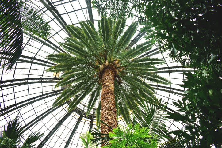 palma egzotyczna w szklarni