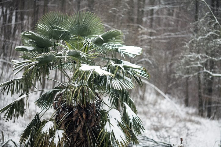 palma pokryta śniegiem