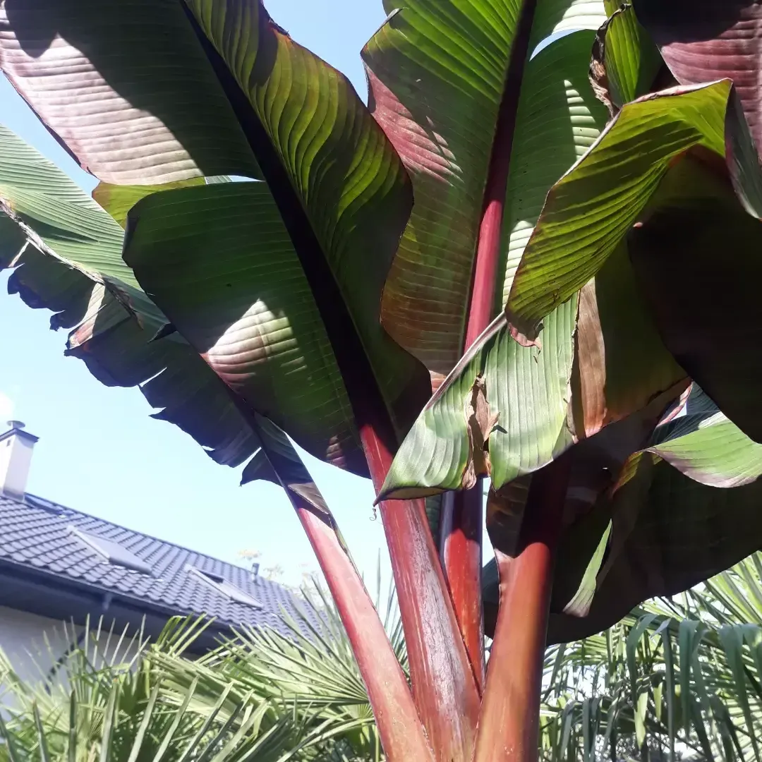 roślina palmowa doniczka