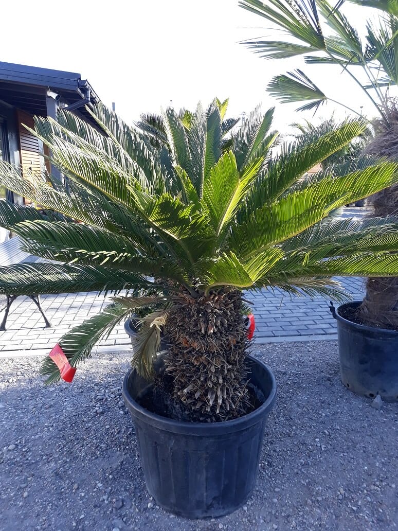roślina palmowa doniczka